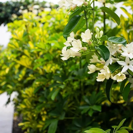 Volcán 5 *